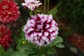 Closeup shot of a beautiful dahlia flower on a green background Royalty Free Stock Photo