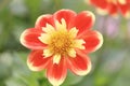 Closeup shot of a beautiful Dahlia flower with red and yellow petals on a blurred background Royalty Free Stock Photo