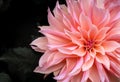 Closeup shot of beautiful dahlias in the walled formal gardens at Rousham House, Oxfordshire