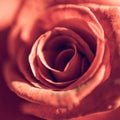 Closeup shot of a beautiful dark pink rose Royalty Free Stock Photo