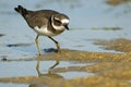 Closeup shot of a beautiful dunlin bird drinking water in the lake Royalty Free Stock Photo