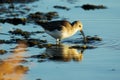 Closeup shot of a beautiful dunlin bird drinking water in the lake  with reflection Royalty Free Stock Photo