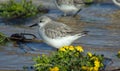 Closeup shot of a beautiful dunlin bird drinking water in the lake with yellow flowers Royalty Free Stock Photo