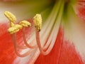 Closeup shot of a beautiful Dutch Amaryllis under the sunlight Royalty Free Stock Photo