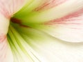 Closeup shot of a beautiful Dutch Amaryllis under the sunlight Royalty Free Stock Photo