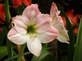 Closeup shot of a beautiful Dutch Amaryllis under the sunlight Royalty Free Stock Photo
