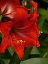 Closeup shot of a beautiful Dutch Amaryllis under the sunlight Royalty Free Stock Photo