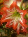 Closeup shot of a beautiful Dutch Amaryllis under the sunlight Royalty Free Stock Photo