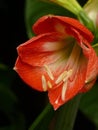 Closeup shot of a beautiful Dutch Amaryllis under the sunlight Royalty Free Stock Photo