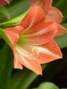 Closeup shot of a beautiful Dutch Amaryllis under the sunlight Royalty Free Stock Photo