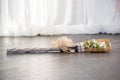 Closeup shot of a beautiful elegant wedding broom on the ground Royalty Free Stock Photo