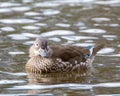 Closeup shot of a beautiful female Mandarin duck (Aix galericulata) swimming in the lake Royalty Free Stock Photo