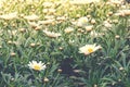 Closeup shot of a beautiful field of daisy flowers on a blurred background Royalty Free Stock Photo