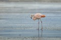 Closeup shot of a beautiful flamingo walking in the water with pride