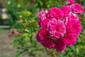 Closeup shot of beautiful floribunda flowers on a blurred background Royalty Free Stock Photo