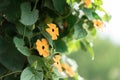 Closeup shot of a beautiful flowering black-eyed susan vine plant in a garden Royalty Free Stock Photo