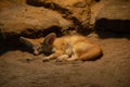 Closeup shot of a beautiful fluffy fennec fox sleeping on the sand with rocks in the background