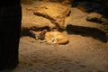 Closeup shot of a beautiful fluffy fennec fox sleeping on the sand with rocks in the background