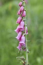 Closeup shot of a beautiful foxglove flower growing in a field Royalty Free Stock Photo