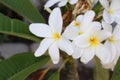 Closeup shot of beautiful Frangipanis under the sunlight