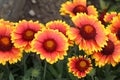 Closeup shot of beautiful gerbera flowers in a garden Royalty Free Stock Photo