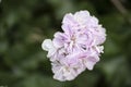 Closeup shot of a beautiful gilliflower on a blurred background Royalty Free Stock Photo
