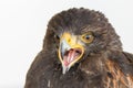 Closeup shot of a beautiful golden eagle on a white background Royalty Free Stock Photo