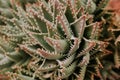 Closeup shot of beautiful golden toothed aloe plant in the daylight