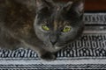 Closeup shot of a beautiful gray cat with green eyes Royalty Free Stock Photo