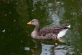 Closeup shot of a beautiful gray goose floating on the water Royalty Free Stock Photo