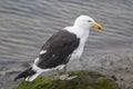 Closeup shot of a beautiful great black-backed gull standing on a mossy stone Royalty Free Stock Photo