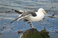 Closeup shot of a beautiful great black-backed gull standing on the mossy stone on one leg Royalty Free Stock Photo