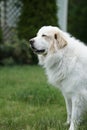 Closeup shot of the beautiful great Pyrenees dog sleepy in the garden Royalty Free Stock Photo