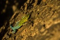 Closeup shot of a beautiful green chameleon climbing a rock
