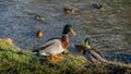 Closeup shot of a beautiful green mallard duck on a shore and some swimming in a lake