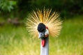 Closeup shot of a beautiful Grey Crowned Crane bird Royalty Free Stock Photo