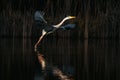 A beautiful Grey heron bird flying close to a lake in a forest Royalty Free Stock Photo