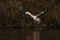 A beautiful Grey heron bird flying close to a lake in a forest Royalty Free Stock Photo