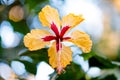 Closeup shot of a beautiful Hawaiian hibiscus flower with a blurred background