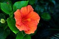 Closeup shot of a beautiful Hawaiian hibiscus in Tuscany And Elba in Italy