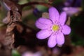 Closeup shot of a beautiful Hepatica blooming in the garden