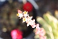 Closeup shot of a beautiful Hoya carnosa flower bud under the sunlight