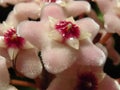 Closeup shot of beautiful hoya flowers Royalty Free Stock Photo
