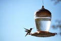 Closeup shot of a beautiful hummingbird sitting on a lamp with blurred background Royalty Free Stock Photo