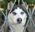 Closeup shot of a beautiful husky dog with bright blue eyes Royalty Free Stock Photo