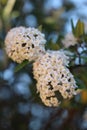 Closeup shot of beautiful hydrangea flower Royalty Free Stock Photo