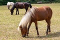 Closeup shot of beautiful Icelandic horses eating grass in the meadow in the daylight Royalty Free Stock Photo