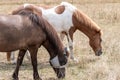 Closeup shot of beautiful Icelandic horses eating grass in the meadow in the daylight Royalty Free Stock Photo