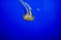 Closeup shot of a beautiful jellyfish underwater with a blue background Royalty Free Stock Photo