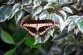 Closeup shot of a beautiful king swallowtail butterfly with open wings on a leafy plant Royalty Free Stock Photo